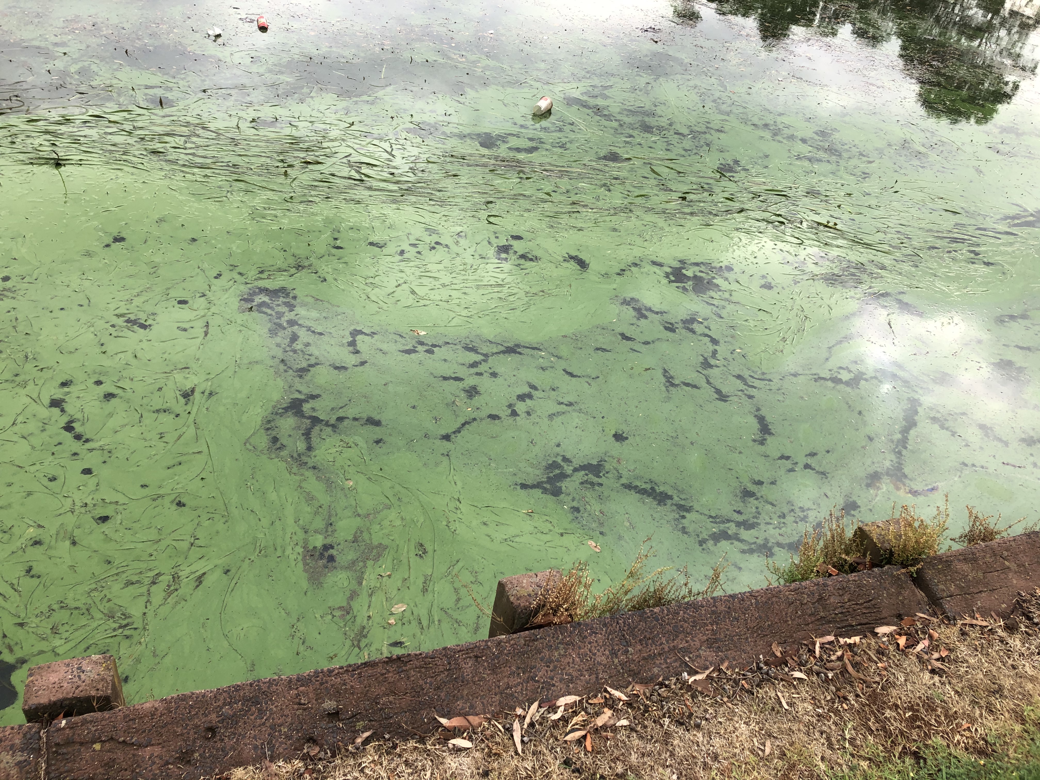 Waterways Blue Green Algae 1