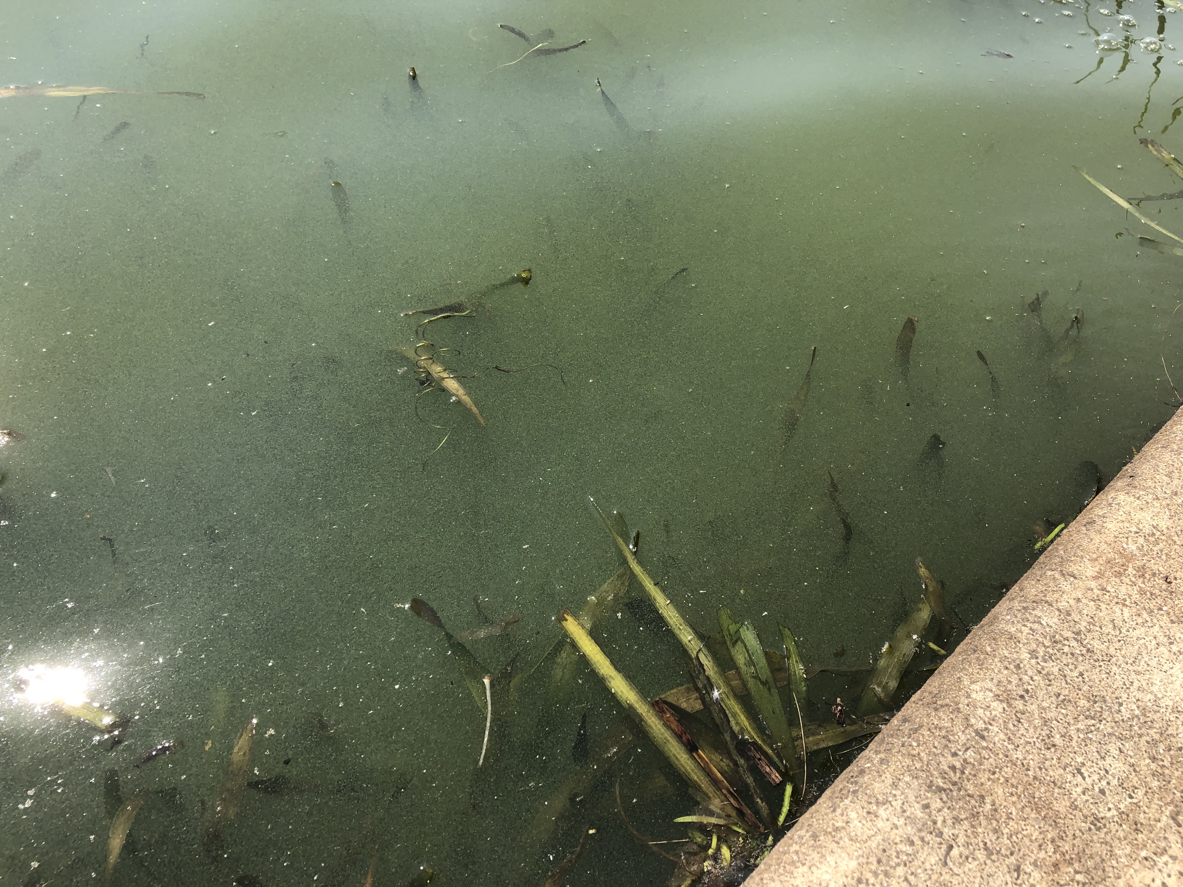 Waterways Blue Green Algae 3