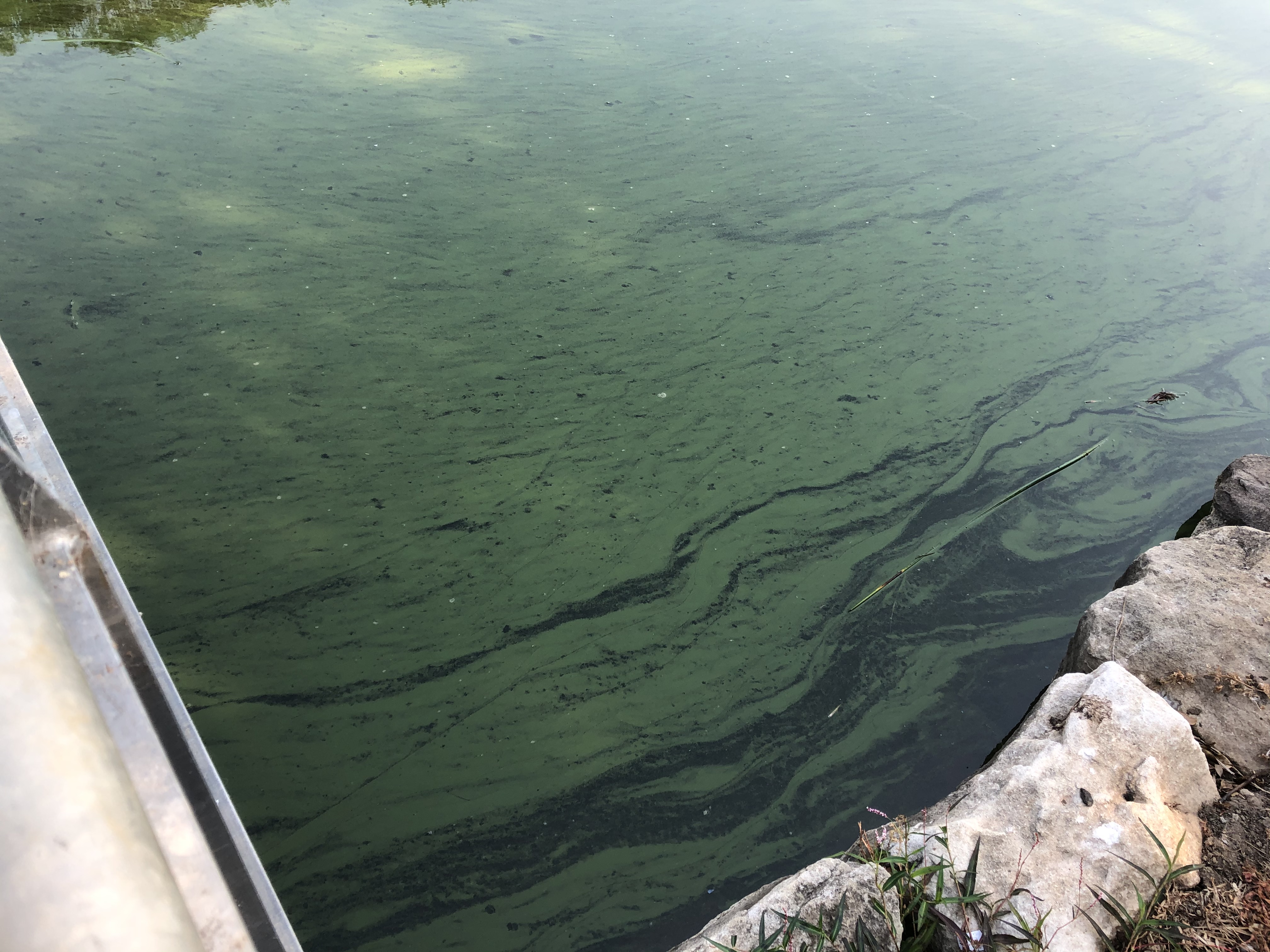 Waterways Blue Green Algae 4