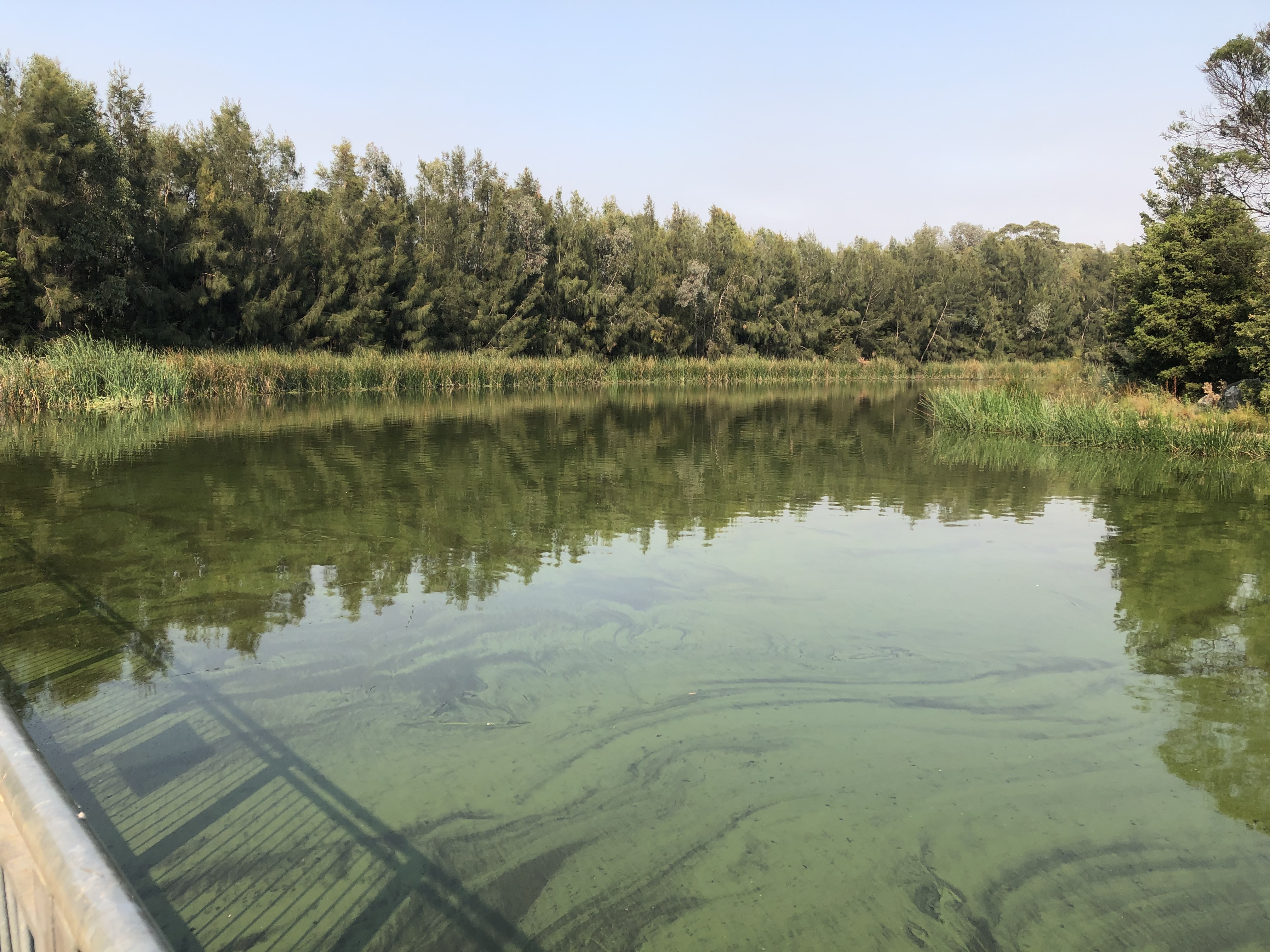 Waterways Blue Green Algae 5