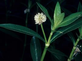 Alligator Weed