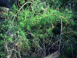 Asparagus weeds