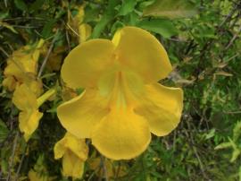 Cats claw creeper
