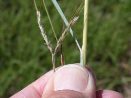 Coolatai grass