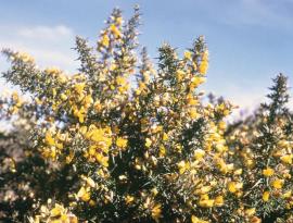Gorse