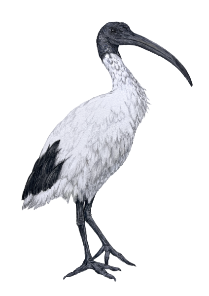 Australian White Ibis 