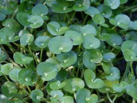 Kidney-leaf mud plantain