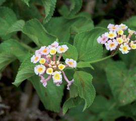 Lantana