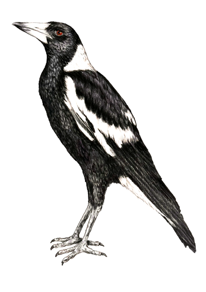 Swooping Birds