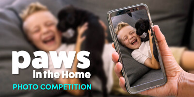 Paws in the Home photo comp graphic2