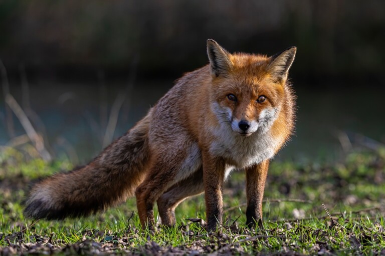 Pest page Fox