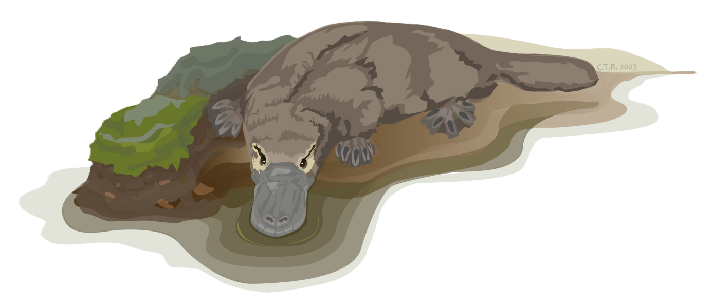 Platypus