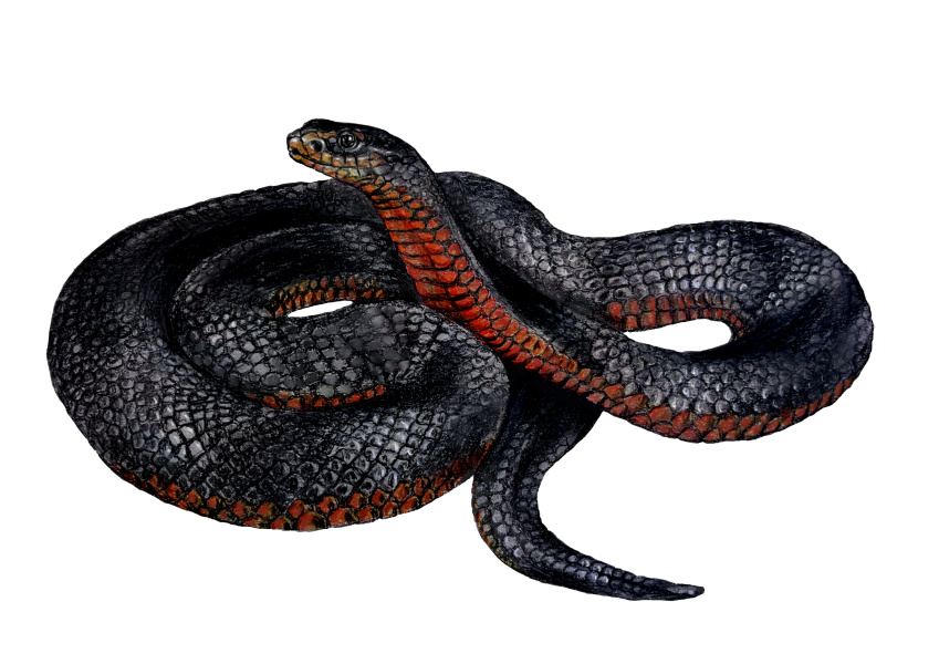 Snakes