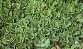 Water lettuce