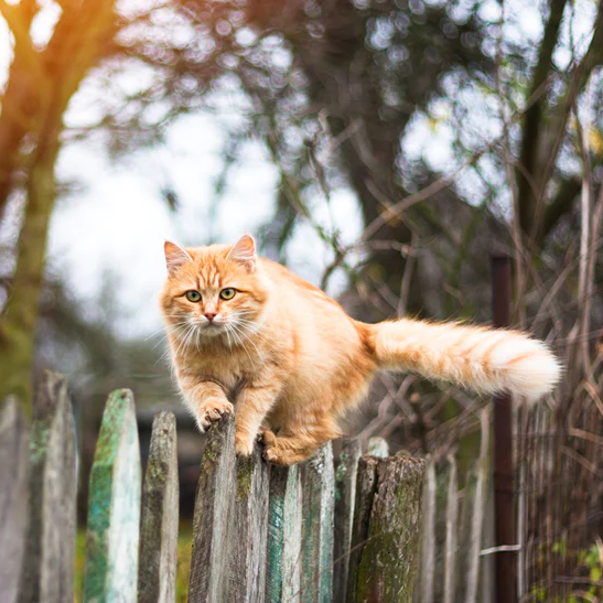 fence cat