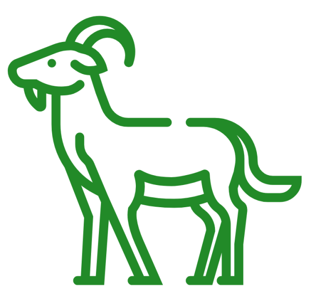 Feral Goats