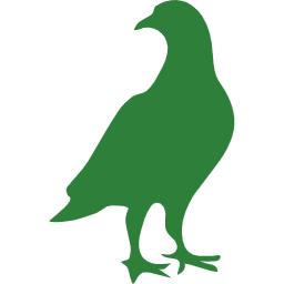 Indian Myna Birds