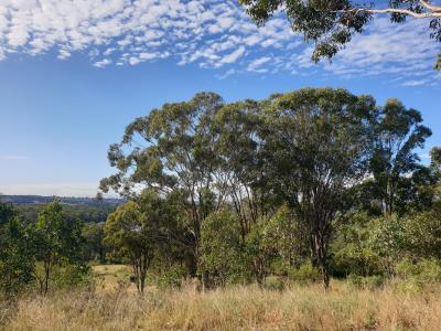 Harrington Forest