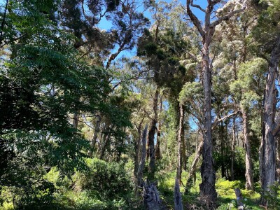 Spring Farm bushland