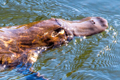 Platypus