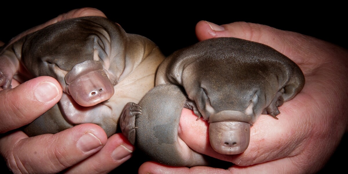Platypus